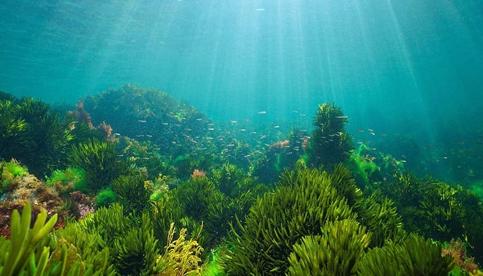 Purina Europe launches its first Ocean Restoration Program